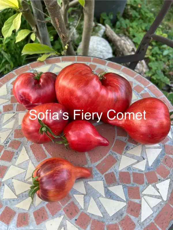 Tomaten: Sofia‘s Fiery Comet