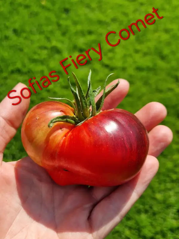 Tomaten: Sofia