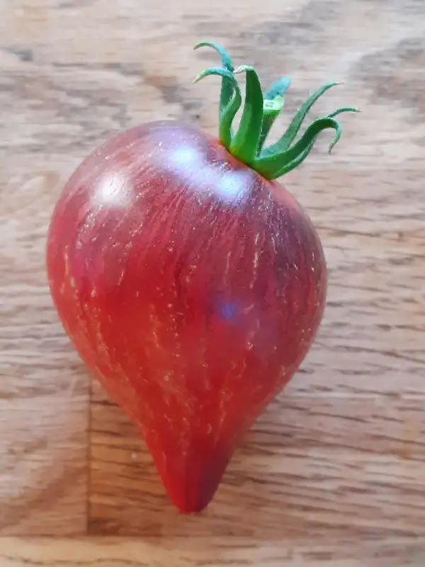 Tomaten: Sofia
