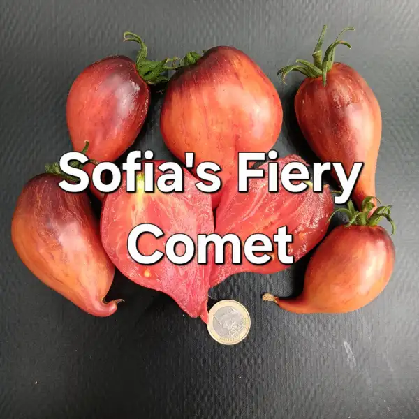 Tomaten: Sofia