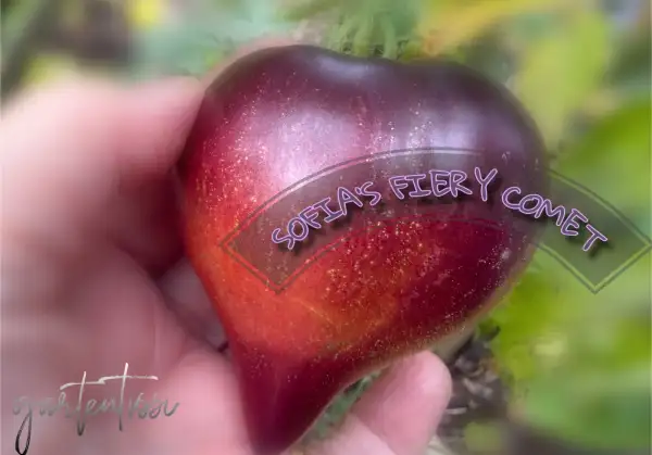 Tomaten: Sofia‘s fire comet