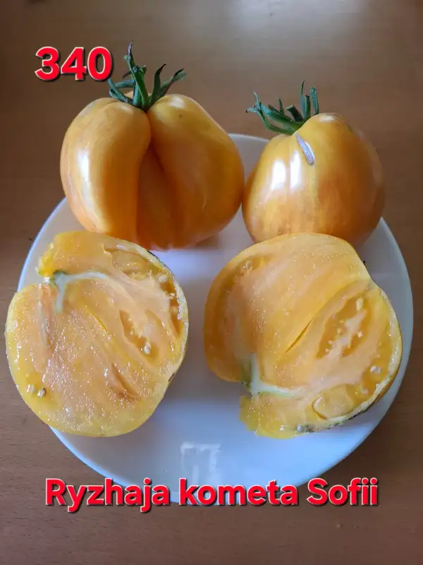 Tomaten: Sofia