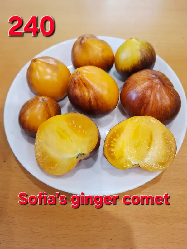Tomaten: Sofia