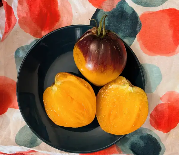 Tomaten: Sofia´s Ginger Comet