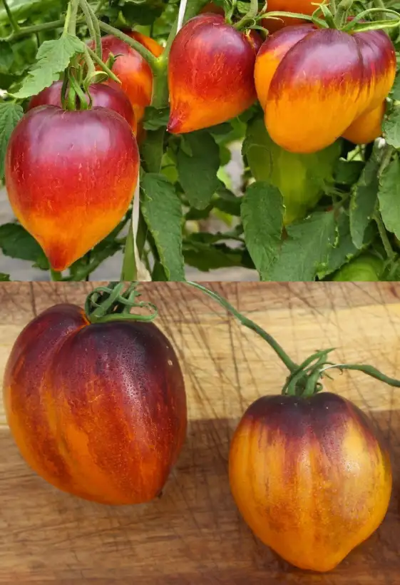 Tomaten: Sofia
