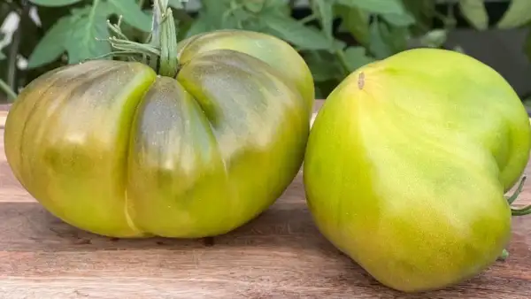 Tomaten: Sofia