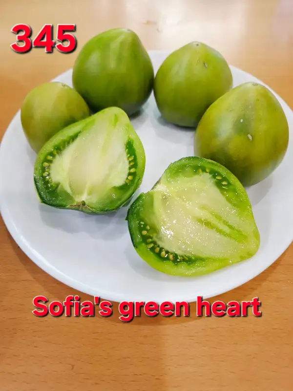 Tomaten: Sofia