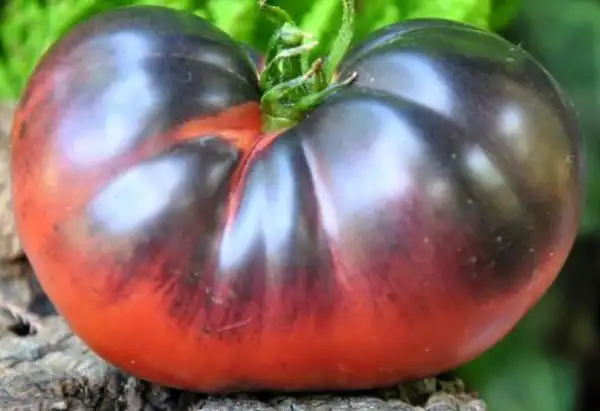 Tomaten: Sofia