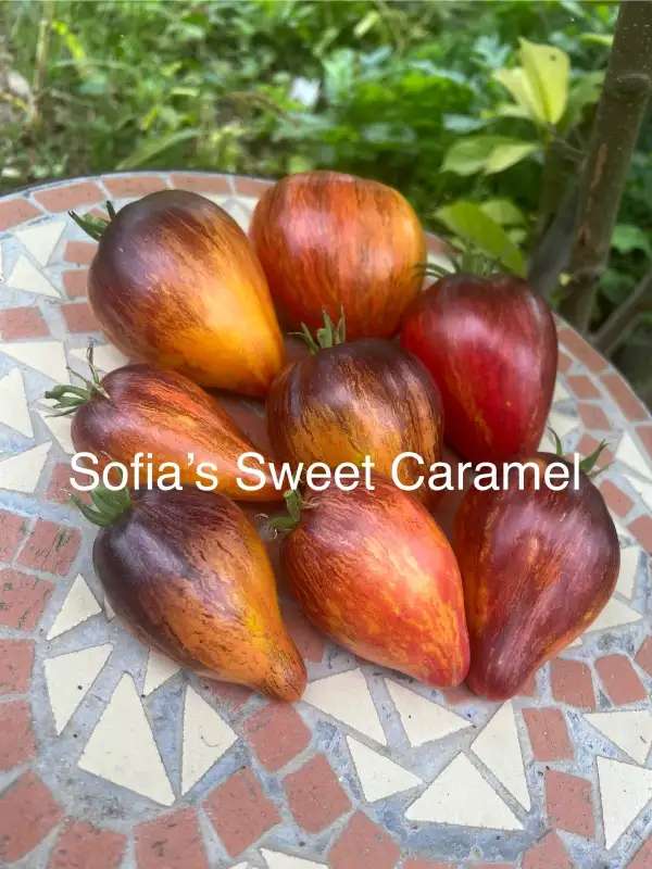 Tomaten: Sofia‘s Sweet Caramel