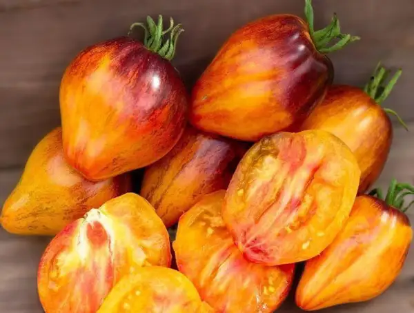 Tomaten: Sofia