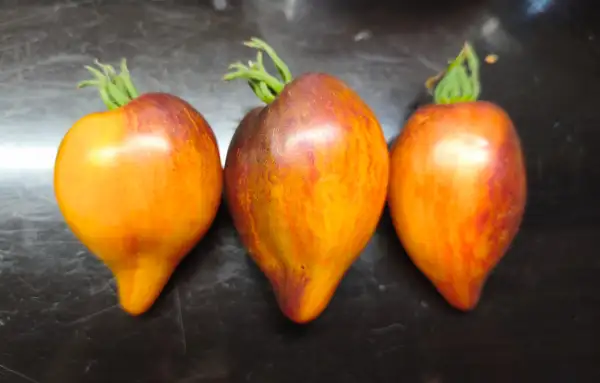 Tomaten: Sofia
