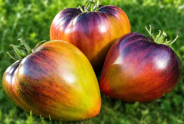 Tomaten: Sofia