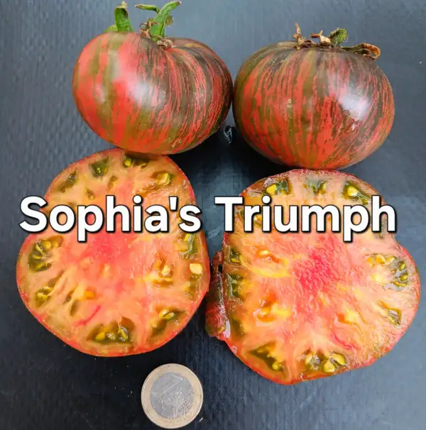 Tomaten: Sofia