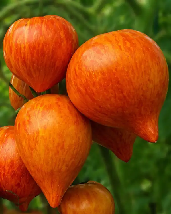 Tomaten: Sofia