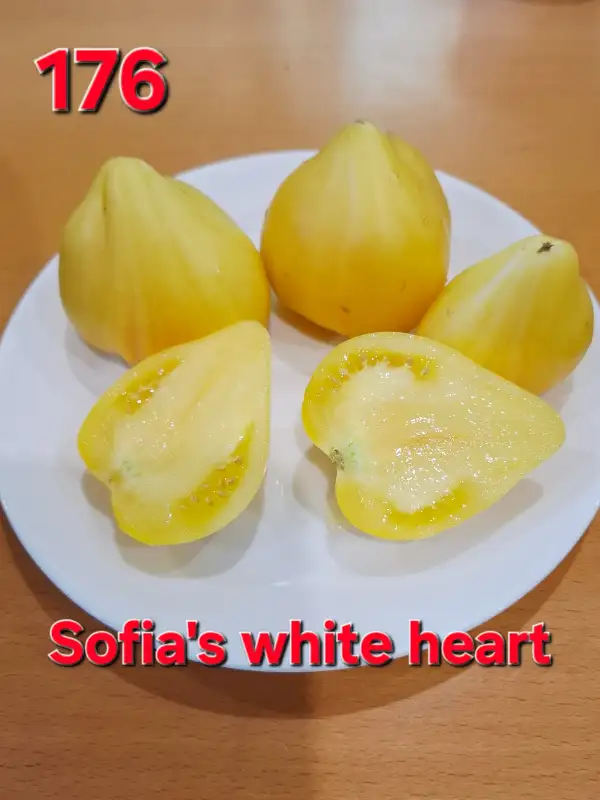 Tomaten: Sofia