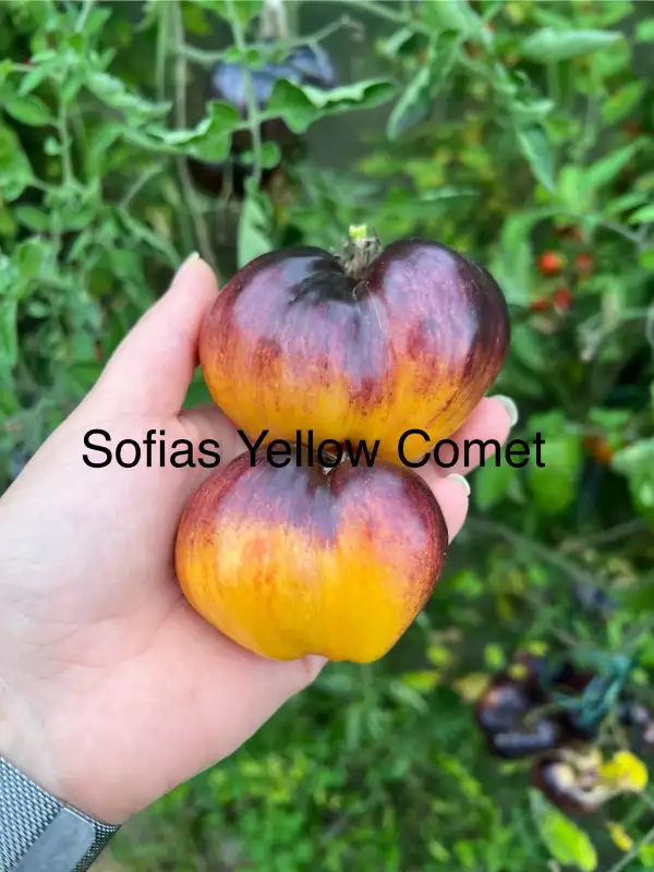 Tomaten: Sofia‘s Yellow Comet