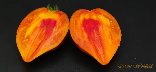 Tomaten: Sofia Versuchung