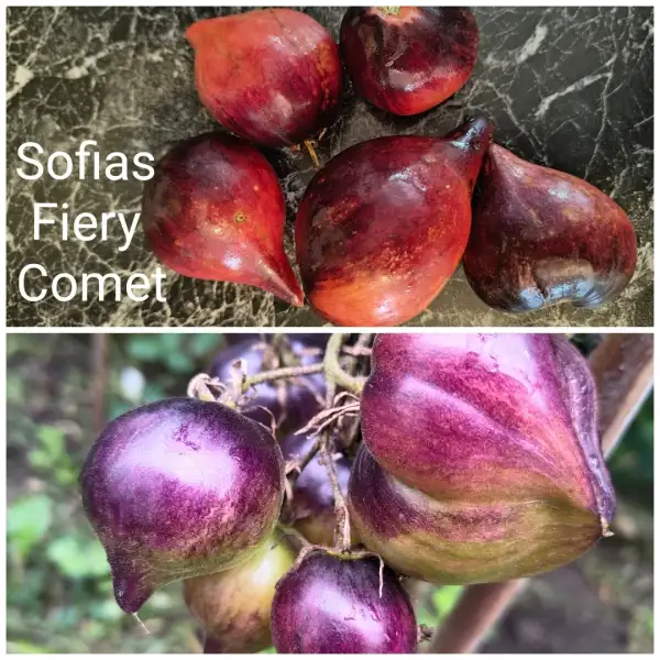 Tomaten: Sofias Fiery Comet