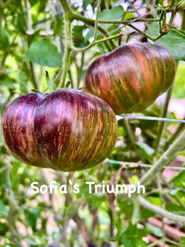 Tomaten: Sofias Triumpf