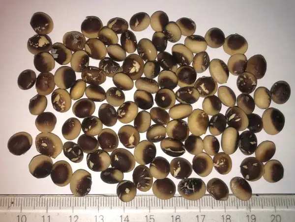 andere Gemüse: soja 