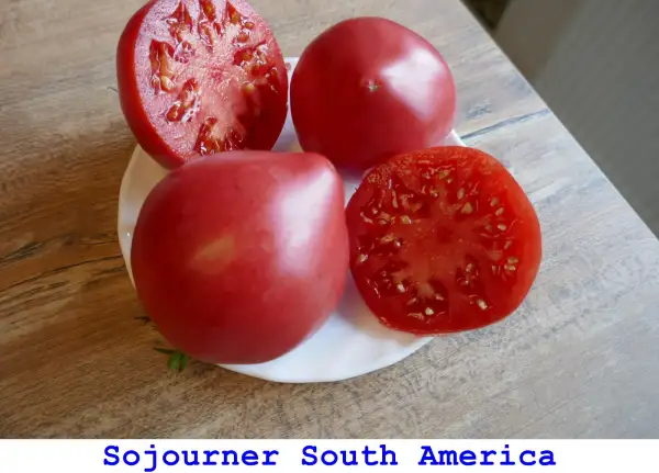 Tomaten: Sojourner South America