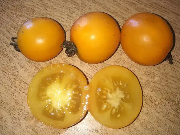 Tomaten: Sol Gold