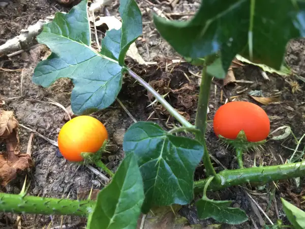 Obst: Solanum capsicoides