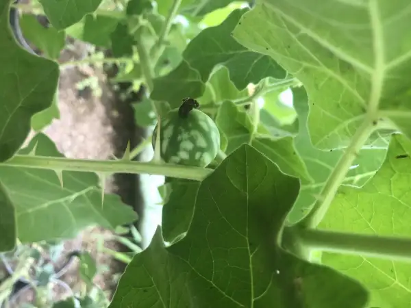 Obst: Solanum khasianum