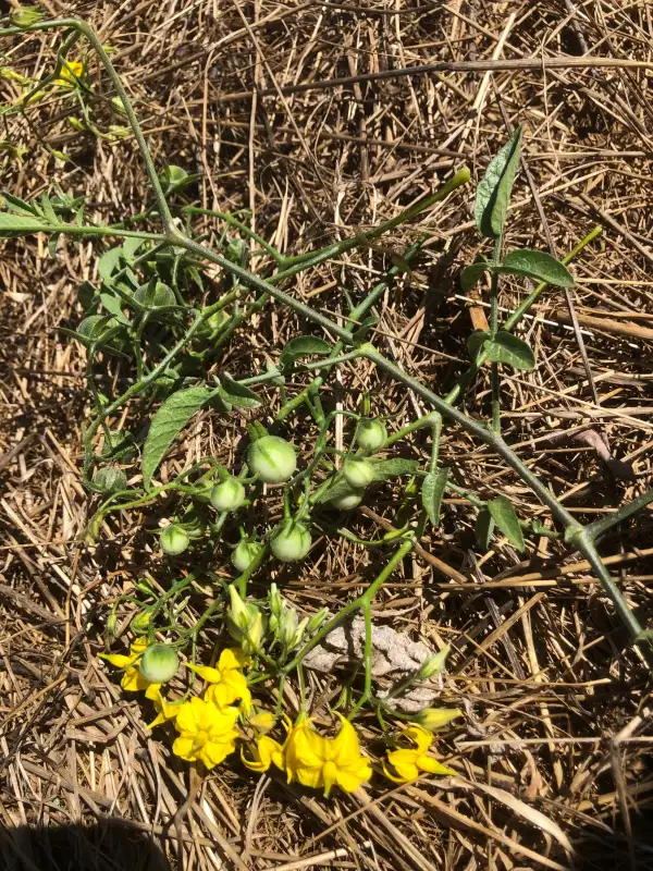 Tomaten: Solanum lycopersicum subsp arcanum