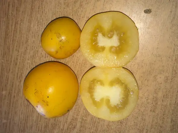 Tomaten: Solanum lycopersicum subsp macrocarpum var lutea