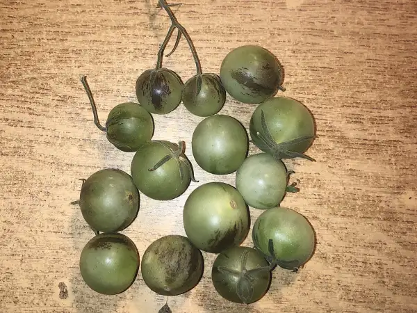 Tomaten: Solanum lycopersicum subsp peruvianum