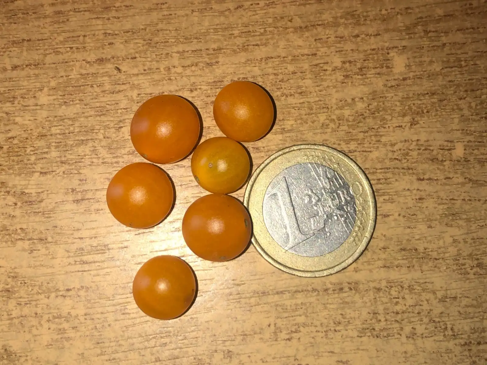 Tomaten: Solanum lycopersicum subsp. spontaneum