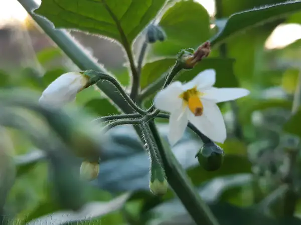 Blumen: Solanum nigrum ‣ Schwarzer Nachtschatten ‣ Black Nightshade