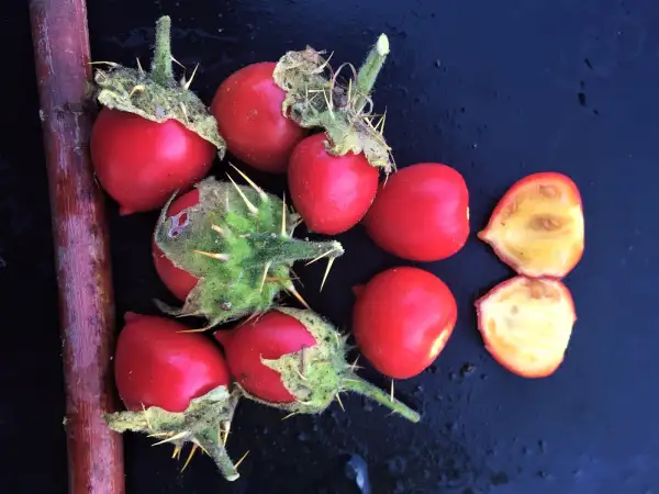 Obst: Solanum sisymbriifolium