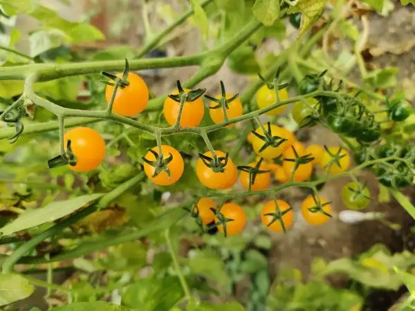 Tomaten: Solanum Spontaneum