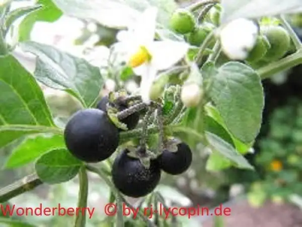 Beeren: Solanum  X  burbanki  = Wonderberry