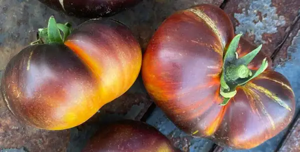 Tomaten: Solar Eclipse