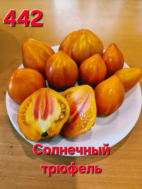Tomaten: Solar truffle