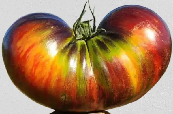 Tomaten: Solar Vortex