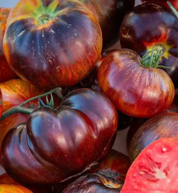 Tomaten: Solar Vortex
