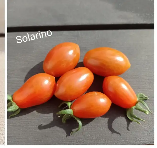 Tomaten: Solarino