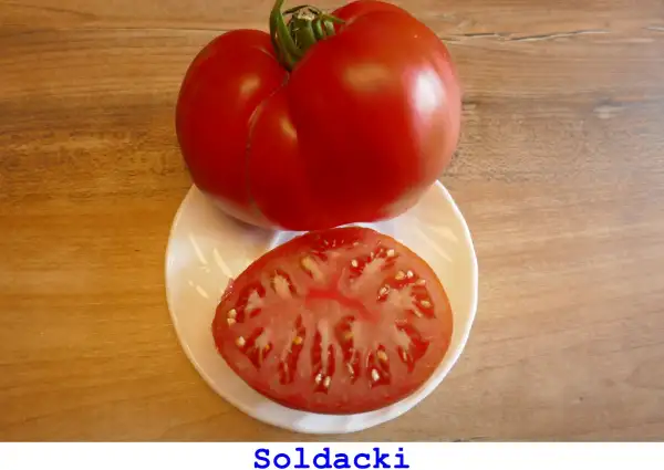 Tomaten: Soldacki