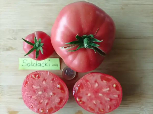Tomaten: Soldacki