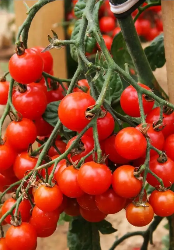 Tomaten: Solena sweet Red