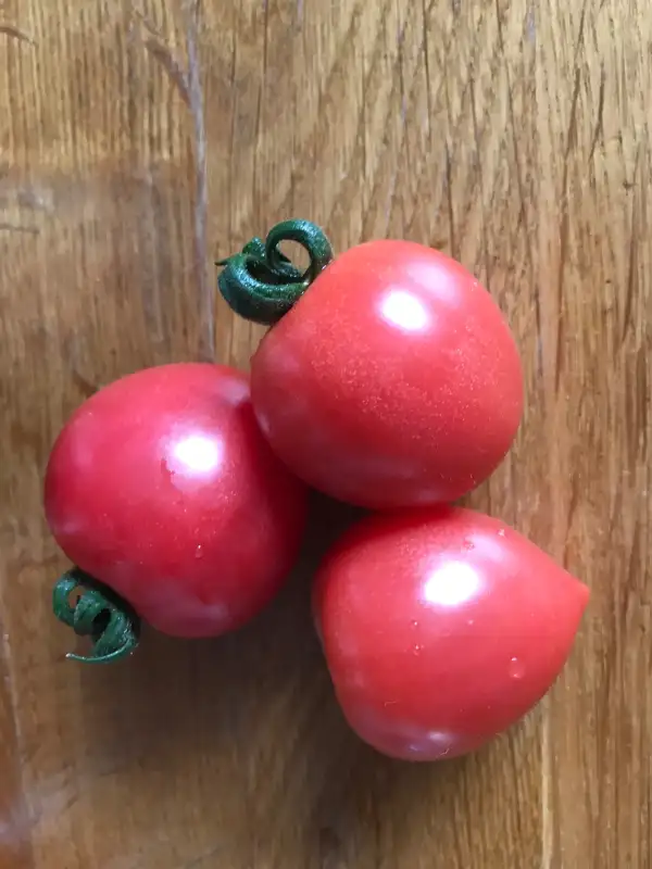 Tomaten: Solena Sweet Rose