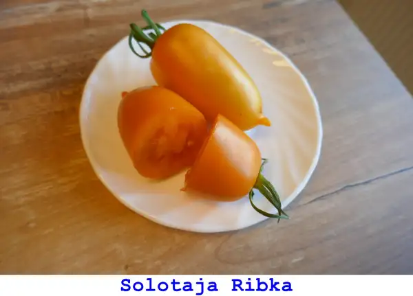 Tomaten: Solotaja Ribka (Goldfish)