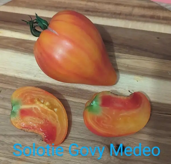 Tomaten: Solotie Govy Medeo