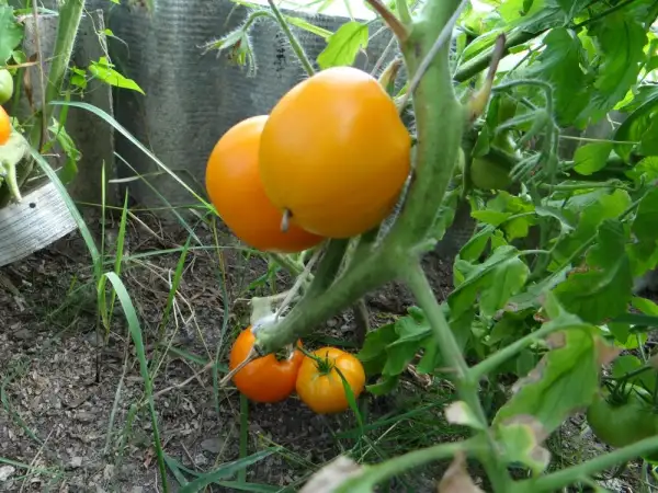 Tomaten: Solotie Kupola - Золотые Купола