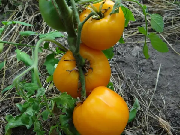 Tomaten: Solotiy Bik- Золотой Бык