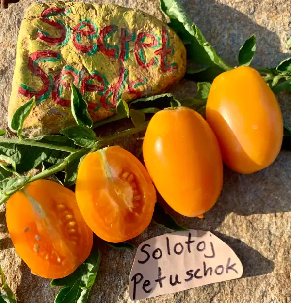 Tomaten: Solotoj Petuschok